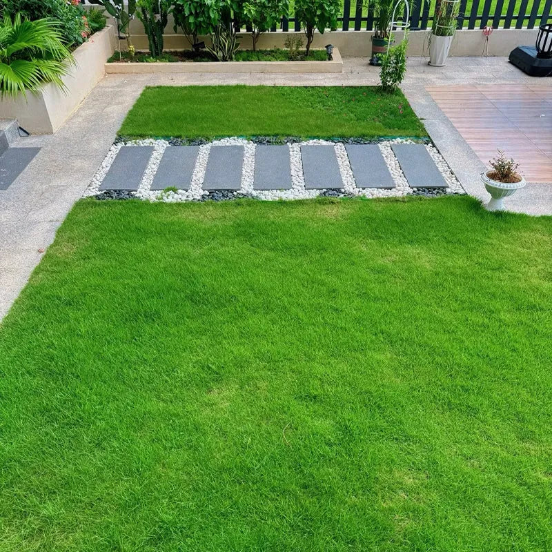 Four Seasons Evergreen Dwarf Grass Seed | Create Your Perfect Lawn ( 500 Squre Fit Area)