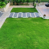 Four Seasons Evergreen Dwarf Grass Seed | Create Your Perfect Lawn ( 500 Squre Fit Area)