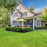 Four Seasons Evergreen Dwarf Grass Seed | Create Your Perfect Lawn ( 500 Squre Fit Area)