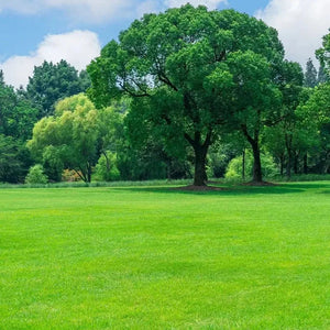 Four Seasons Evergreen Dwarf Grass Seed | Create Your Perfect Lawn ( 500 Squre Fit Area)