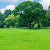 Four Seasons Evergreen Dwarf Grass Seed | Create Your Perfect Lawn ( 500 Squre Fit Area)