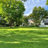 Four Seasons Evergreen Dwarf Grass Seed | Create Your Perfect Lawn ( 500 Squre Fit Area)